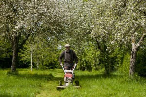 La tonte autour des pommiers